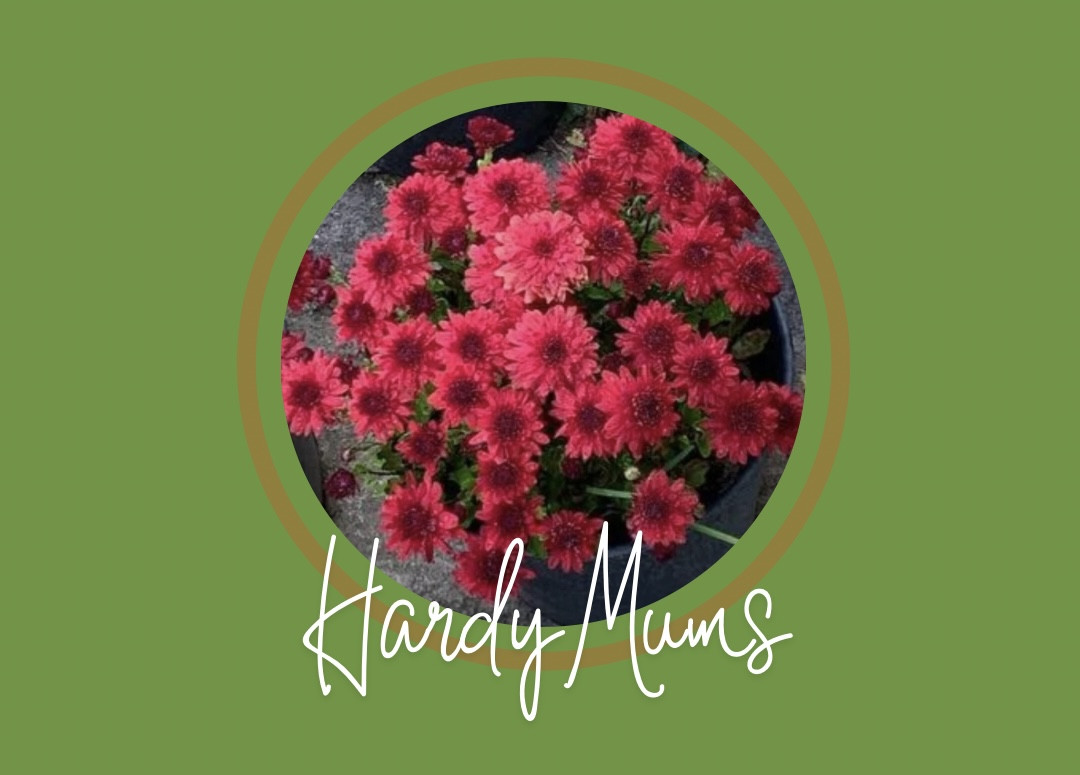 ST JOHN NEW HAVEN MUM SALE GRANATA RED - 2GAL POT