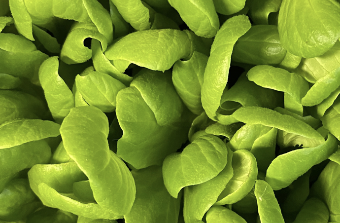 Organic Butter Lettuce Hydroponic