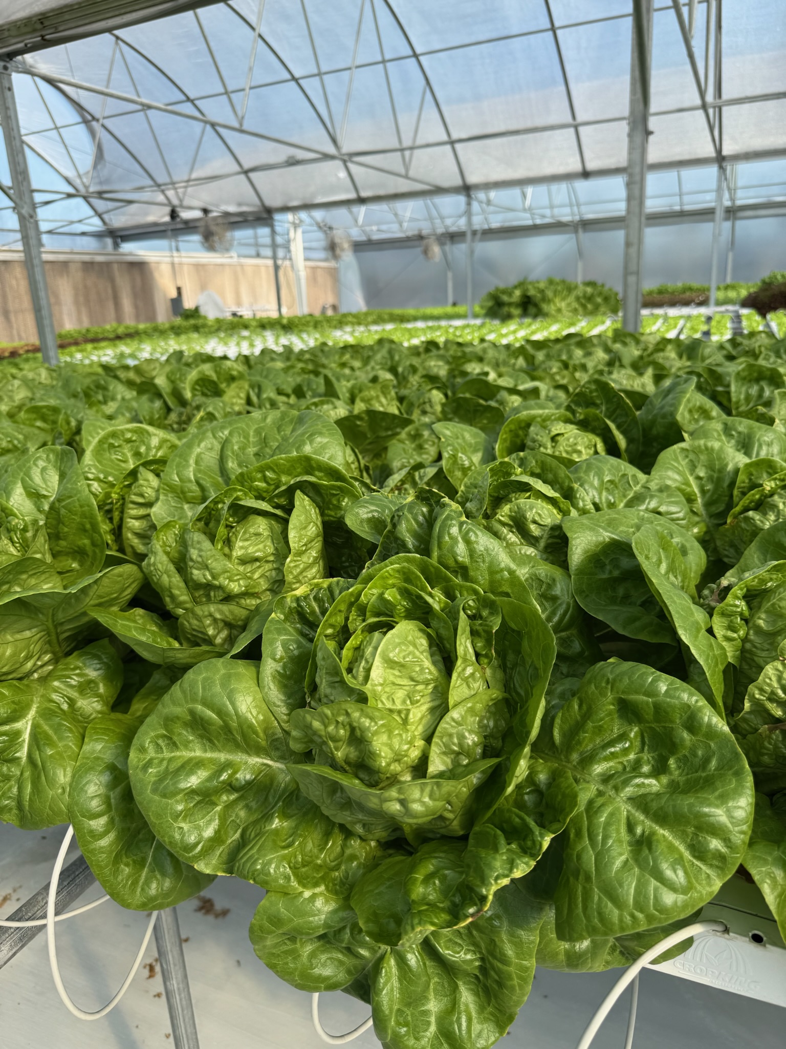 Gatsbi Lettuce