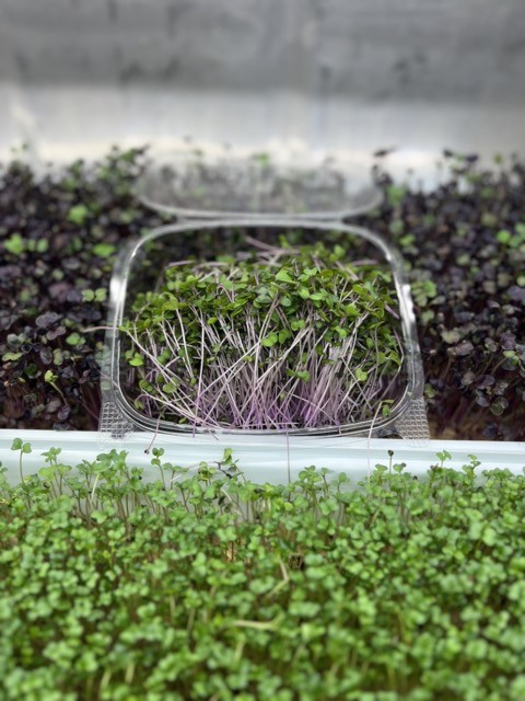 Radish Microgreens