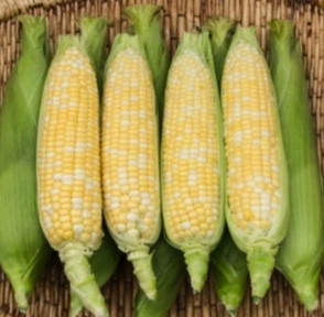 Sweet Corn