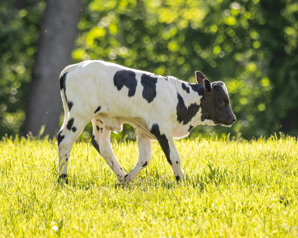 bull calf