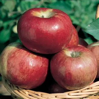 Cortland Apples 1/2 Peck