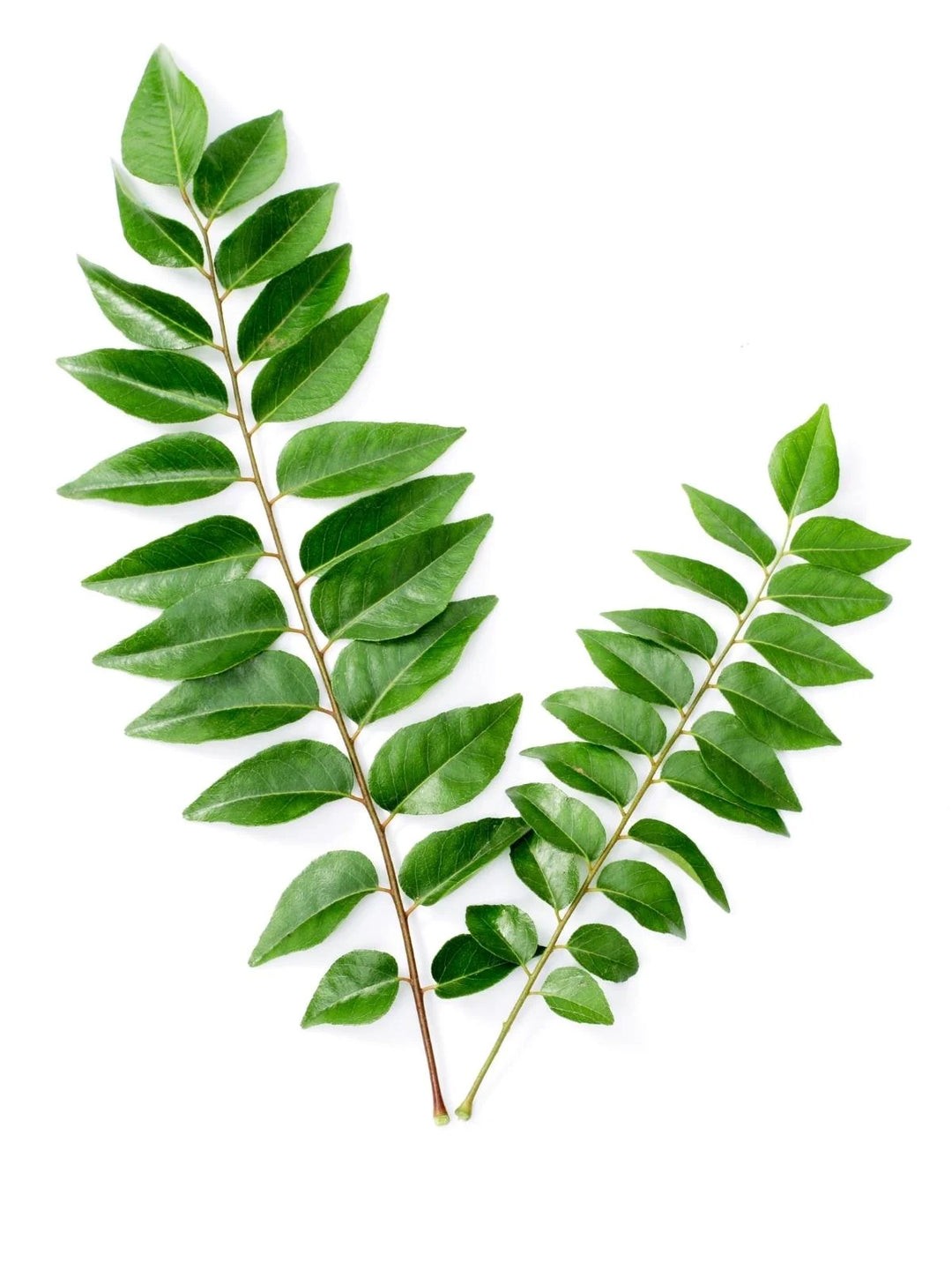Curry Leaf Pack