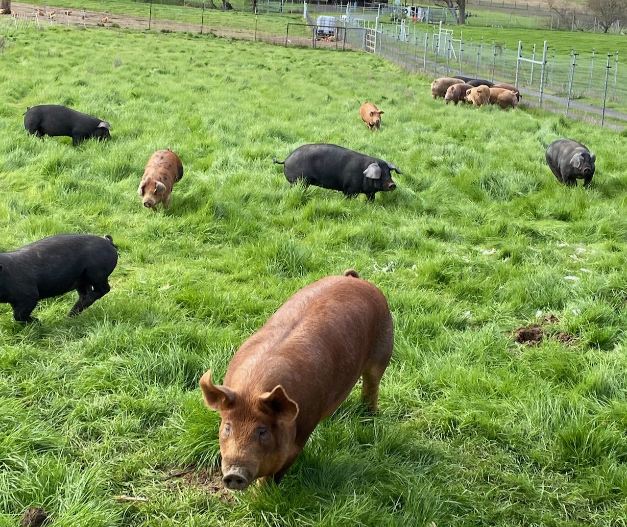 Whole Pasture Raised Hog