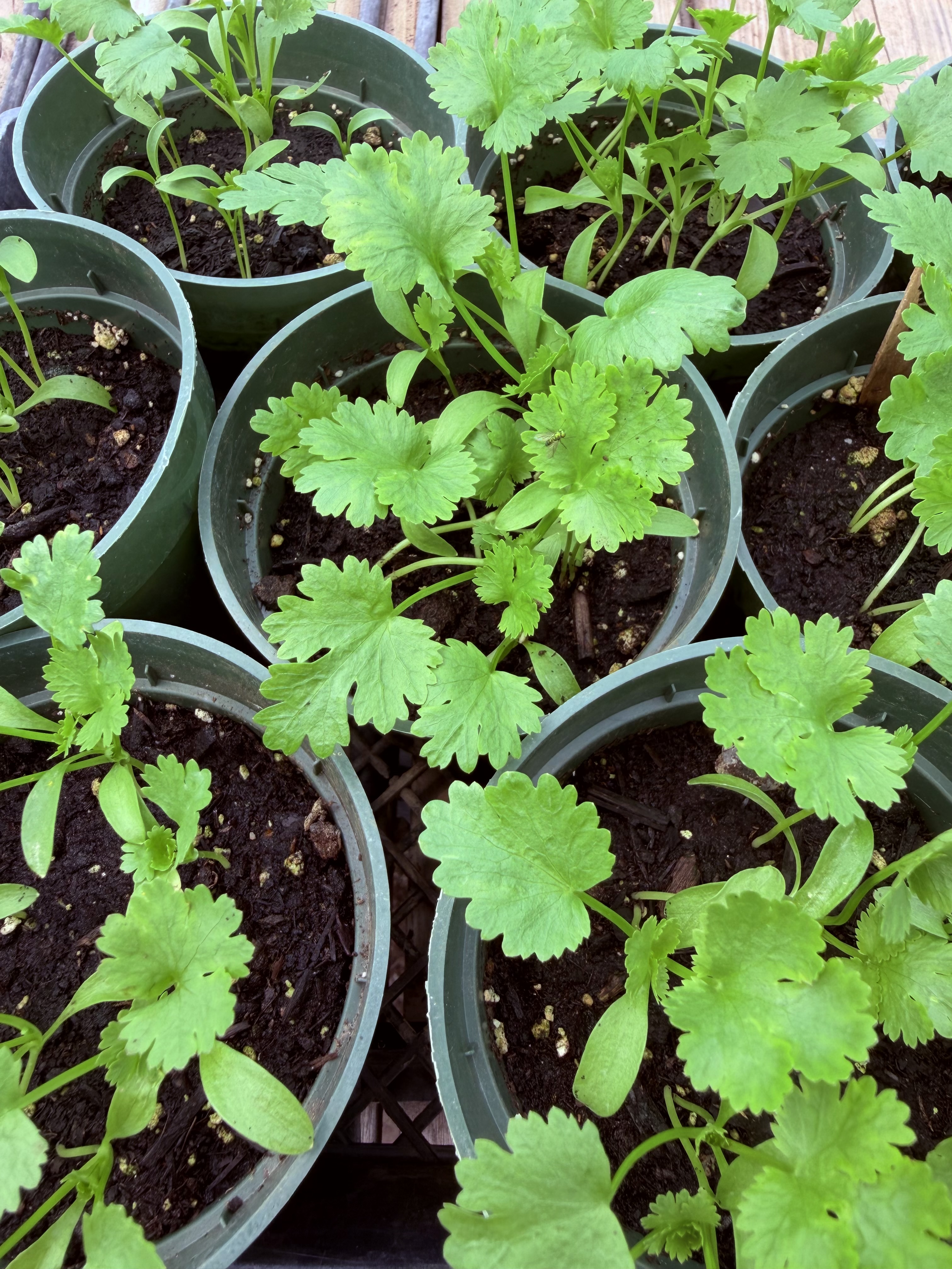 Cilantro Plant (4" pot)