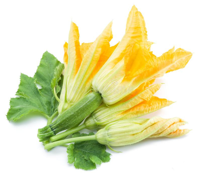 Squash Blossoms, Lancaster Farm Fresh