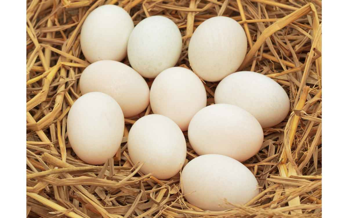 Soy-Free Duck Eggs