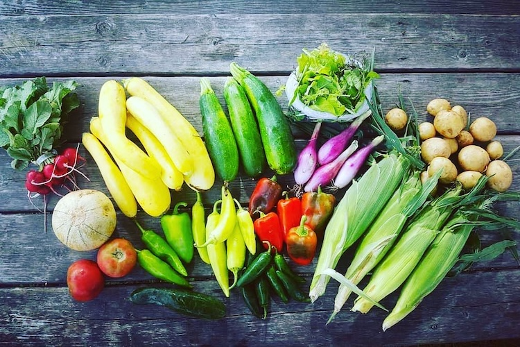 Organic Seasonal CSA Vegetable Box - Medium