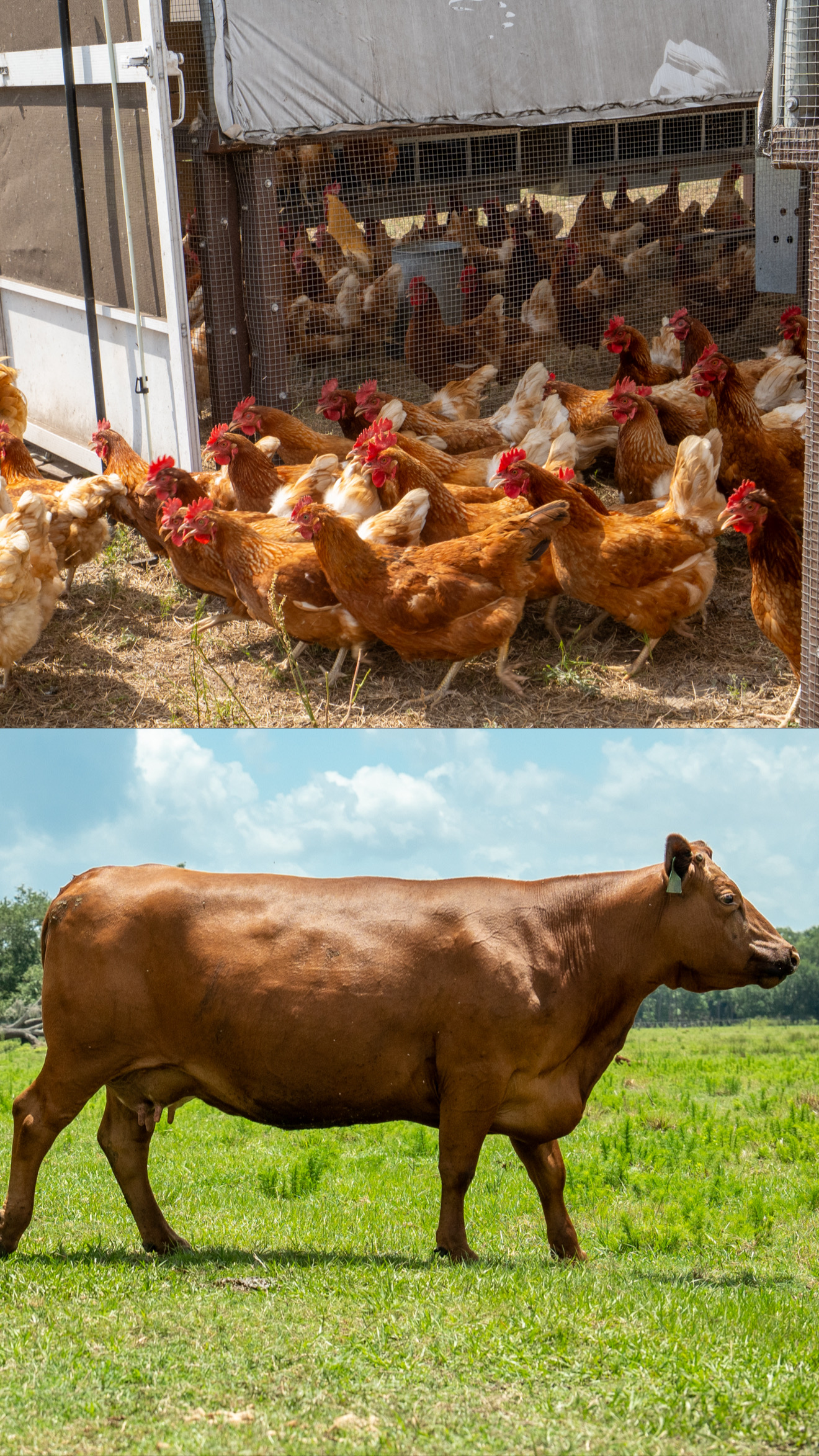 Chicken-10/Beef -12 Bundle