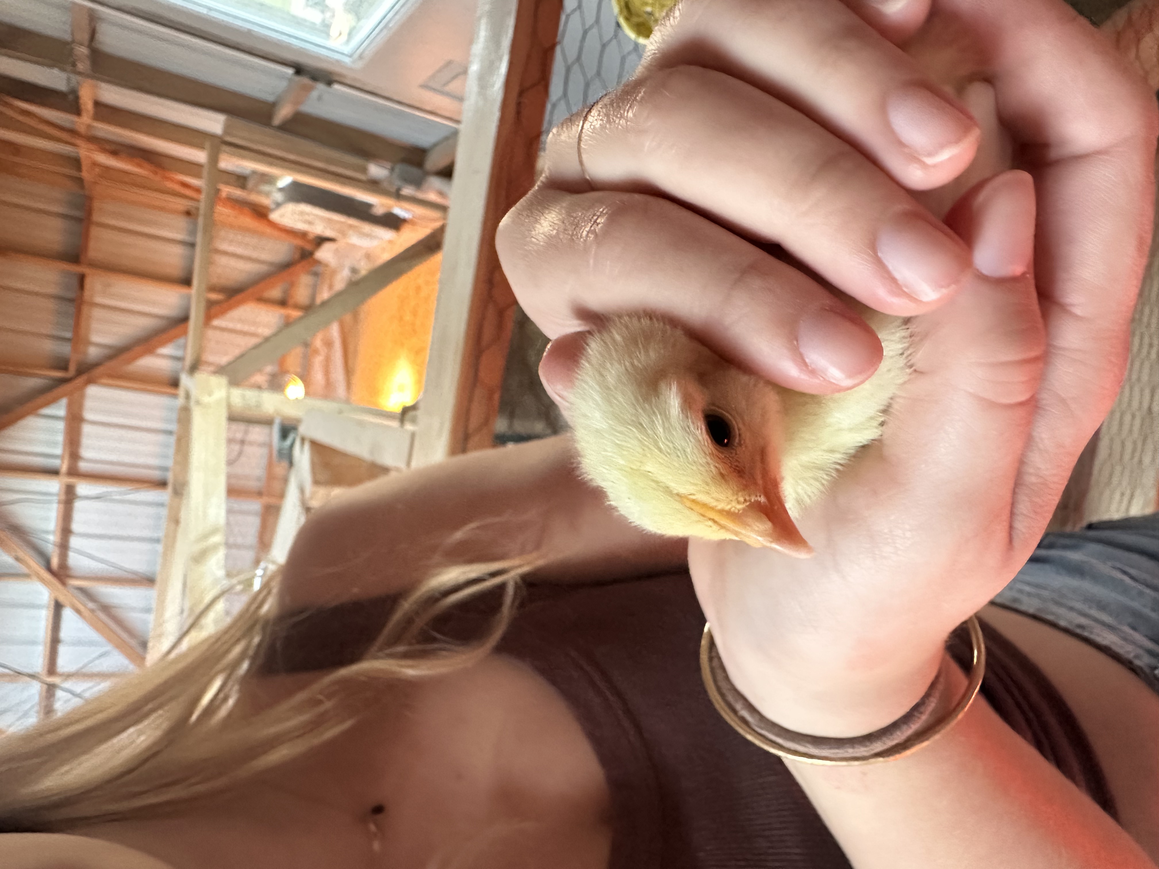 2-4 Week Old Baby Chicks