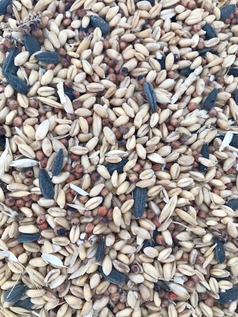 Bulk Scratch Grains