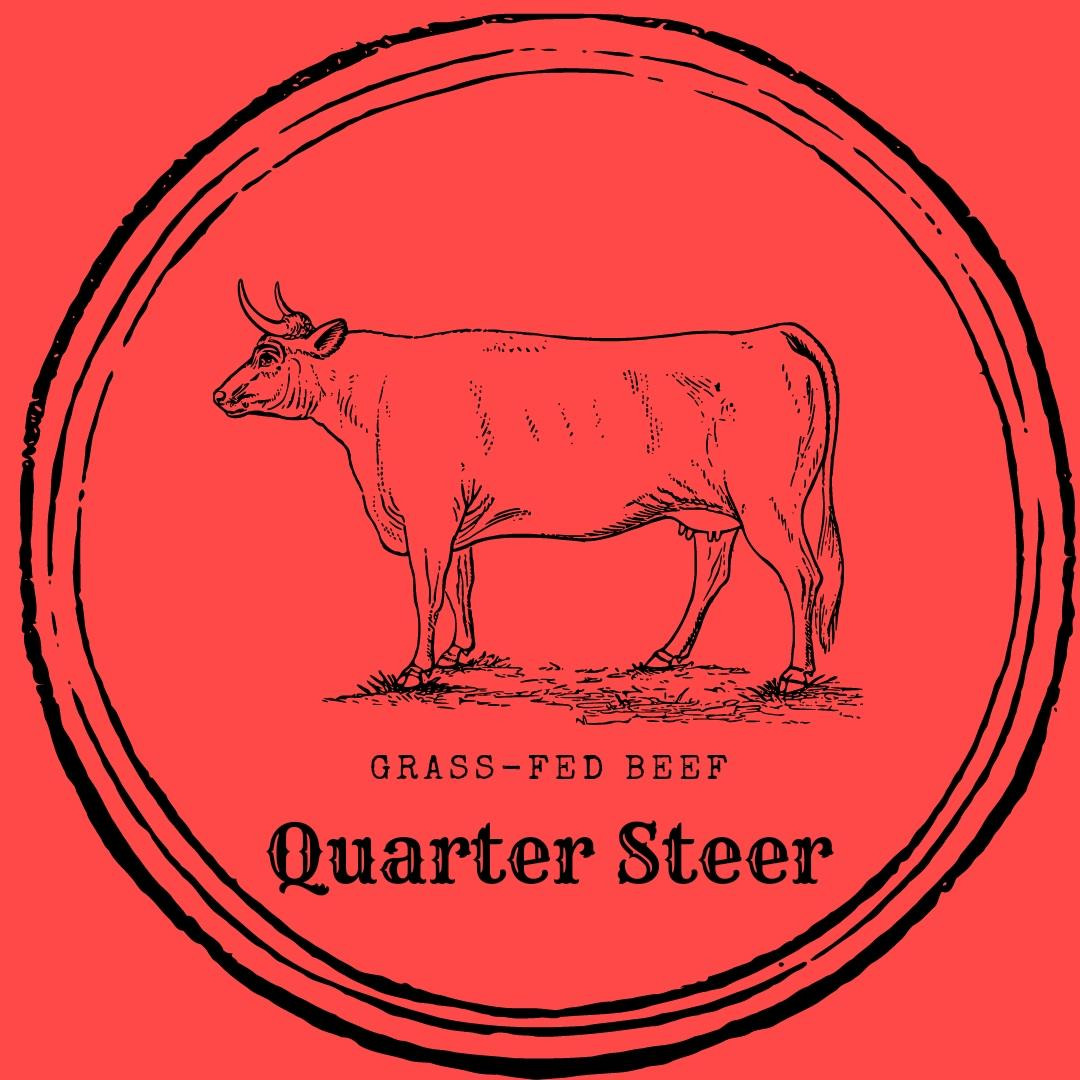 Quarter Steer | RGM Livestock