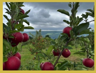 Apples, 6 lbs. Enterprise