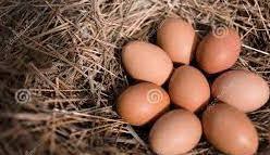 Chicken Eggs - 15 dz case of eggs on flats Nest Run (unwashed)