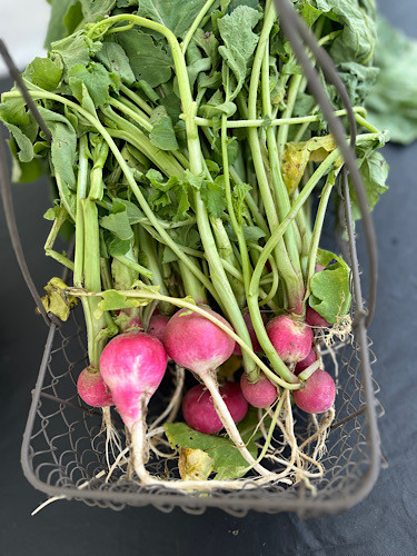Radishes