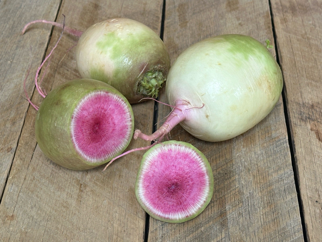 Winter Radishes (Red Meat)