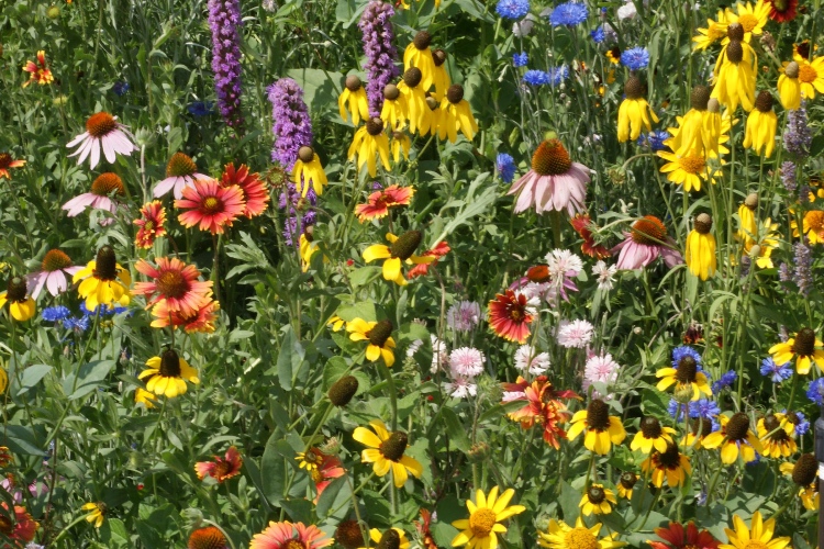 Midwest Sun Wildflower Mix