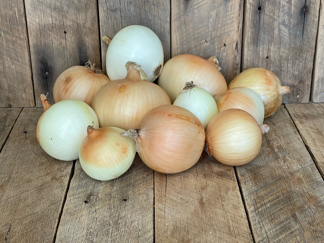 5lb - Candy Onions