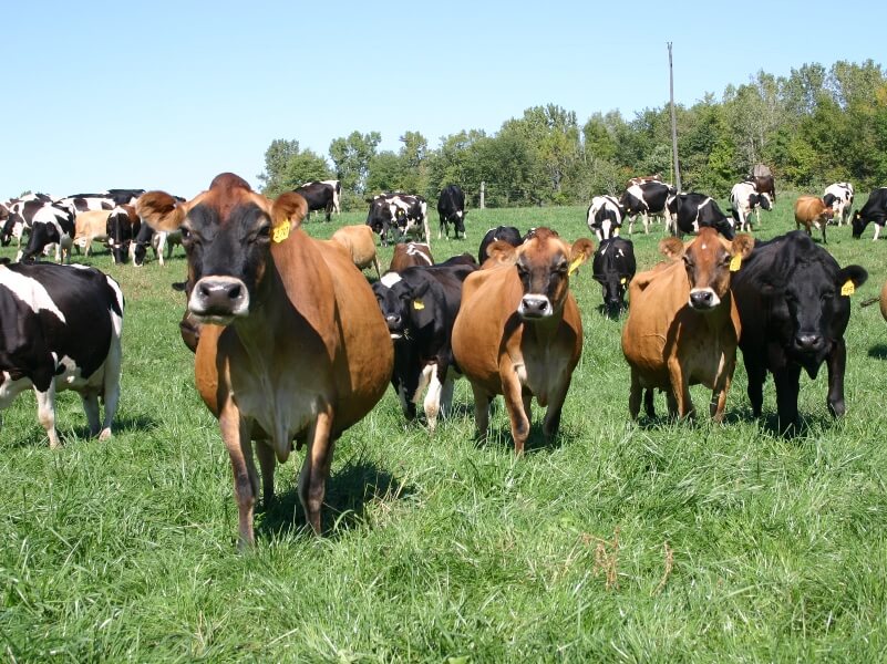 Raw A2A2 Milk