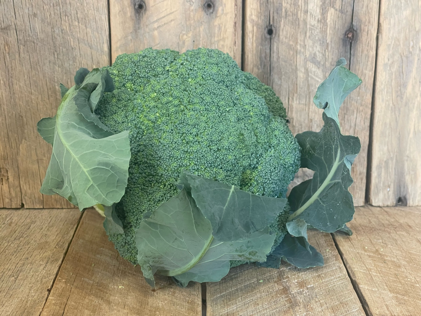 Broccoli