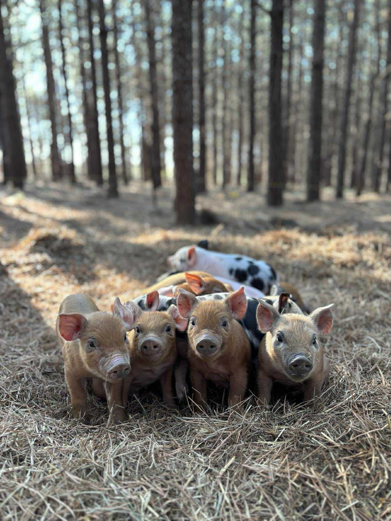 Piglet Reservations