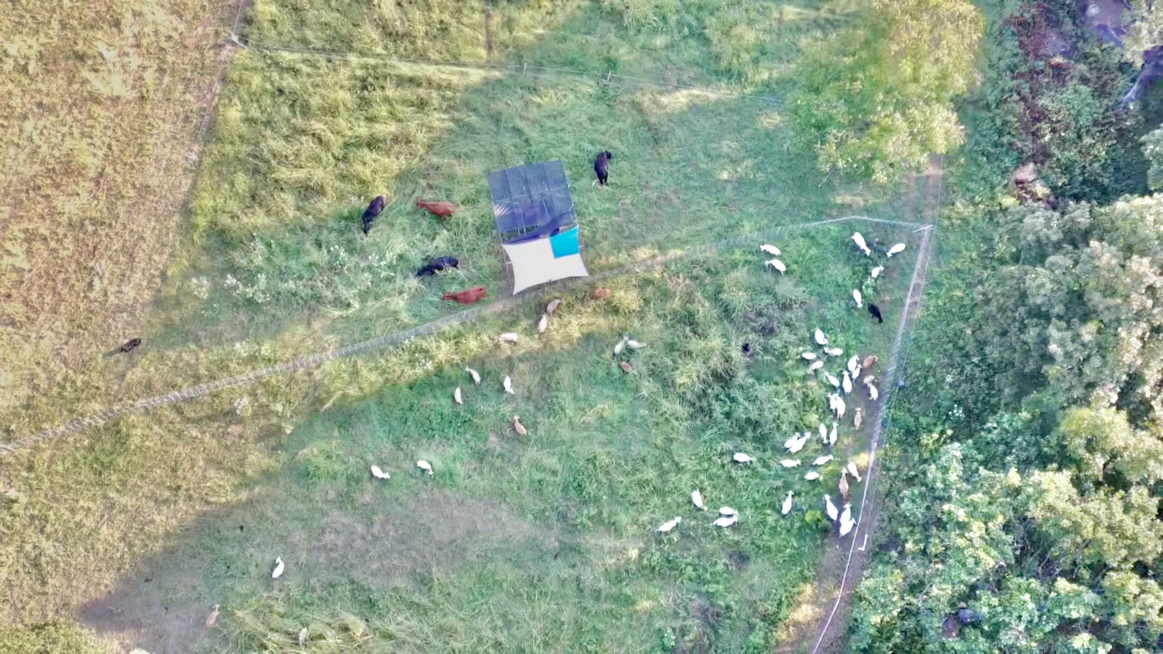 Cow-and-Sheep-Paddock-Drone.jpeg