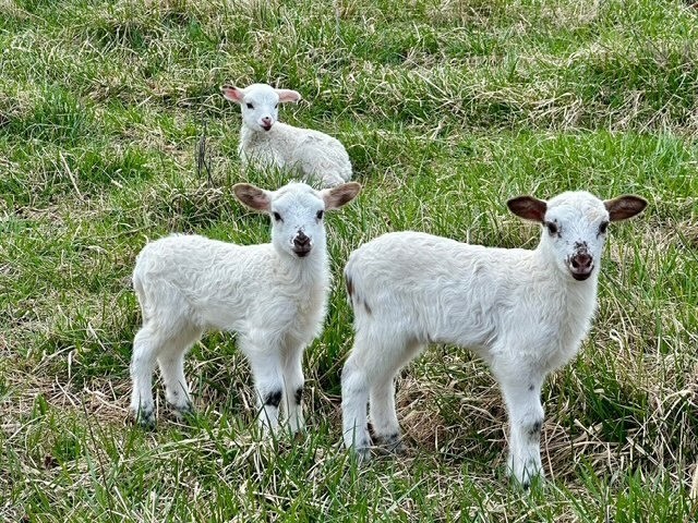 Welcoming Family to the Farm: Kitchen Sink Farm Joins Parsons Creek Steak