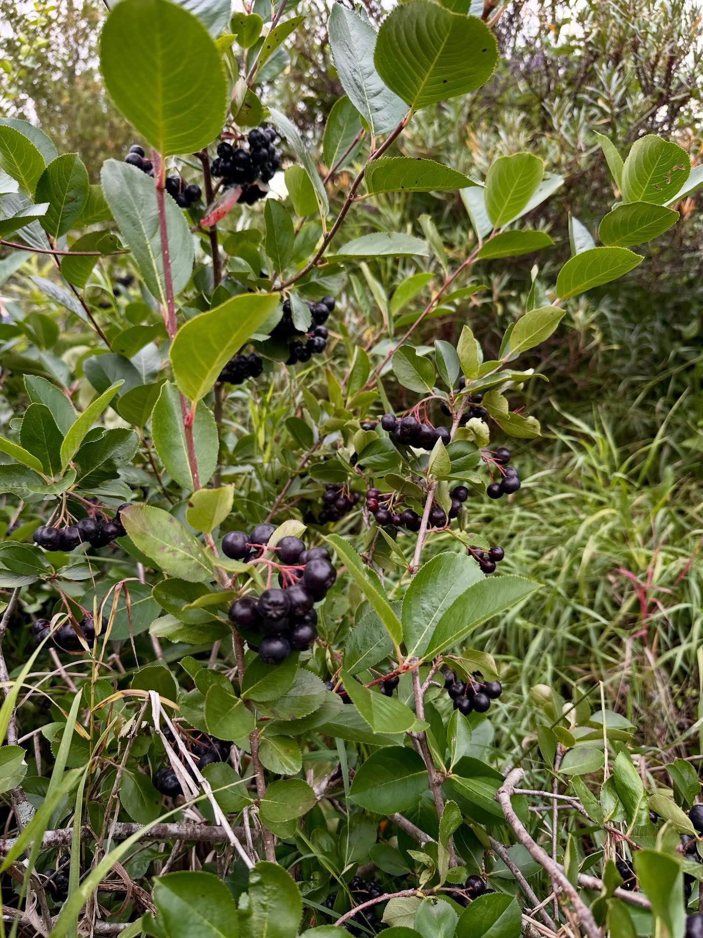 Frozen Aronia Berries