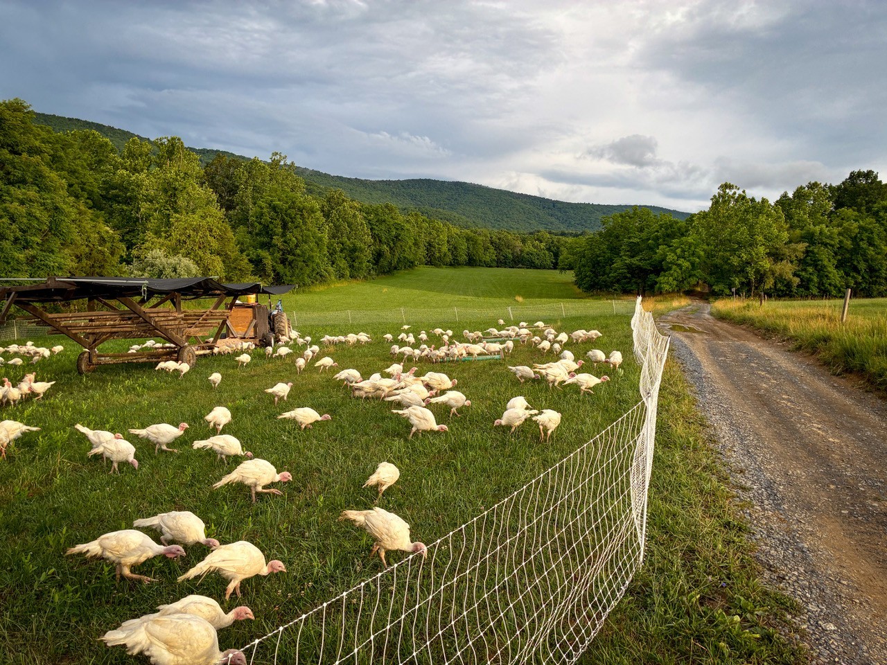 Turkey-Grazing.jpeg