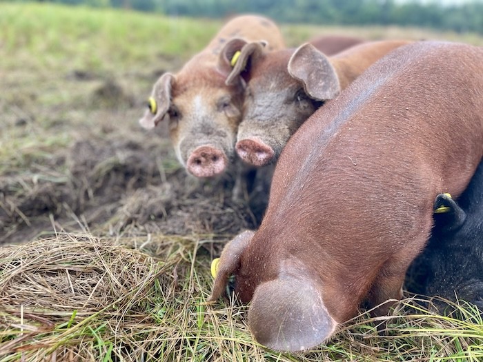 Soft Pig Snuffling
