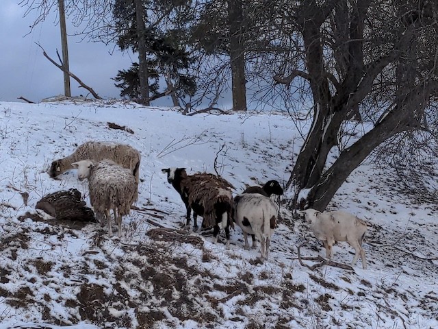 sheep-winter-3.jpeg