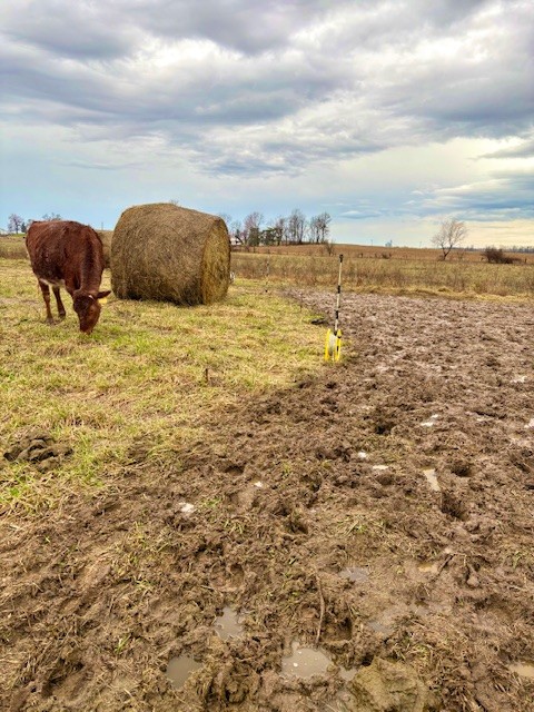 Saving The World, One Root At A Time