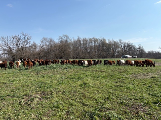 IMG_2530.jpeg IMG_2530.jpeg