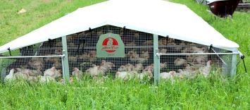 Pasture raised chickens in a mobile chicken tractor on green pasture at Pure Pasture Farms