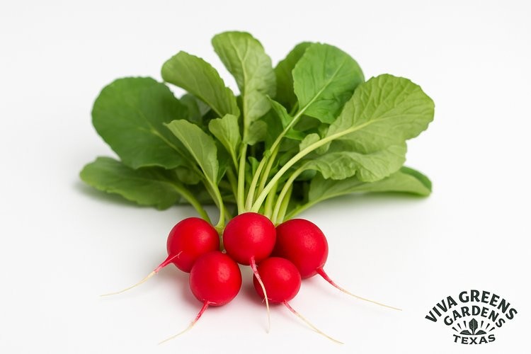 Radishes