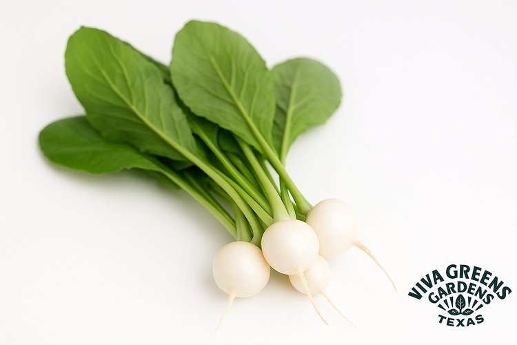 Hakurei Turnips