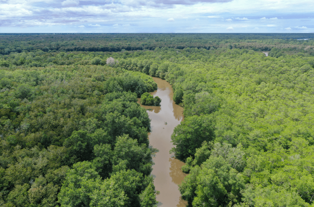 Image of Amazon Rainforest