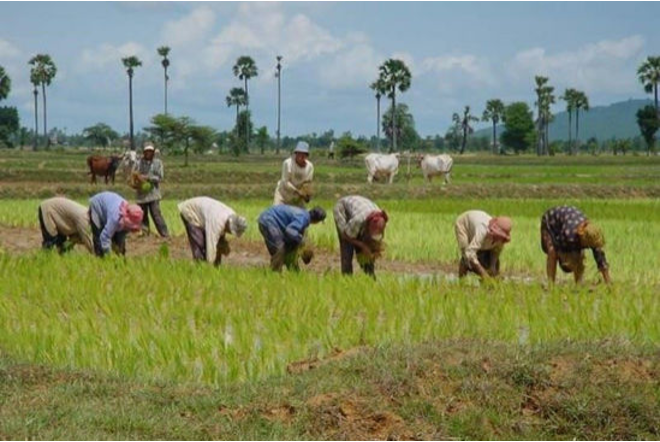 Rice Husk Powerplant