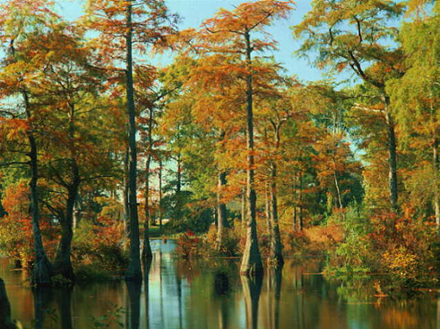 Trussum Pond, Sussex County, Delaware