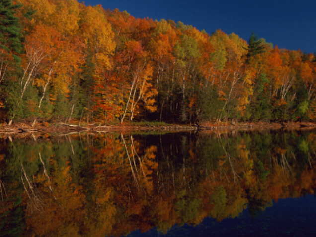 Fall Trees and Pond, Maine