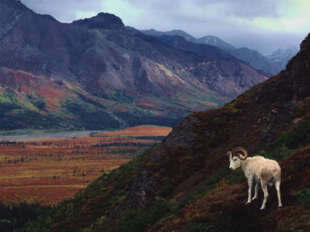 Denali National Park, Alaska