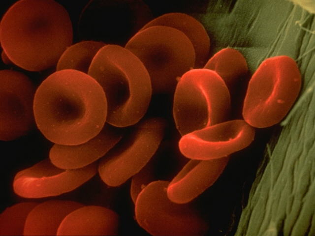 Red Blood Cells