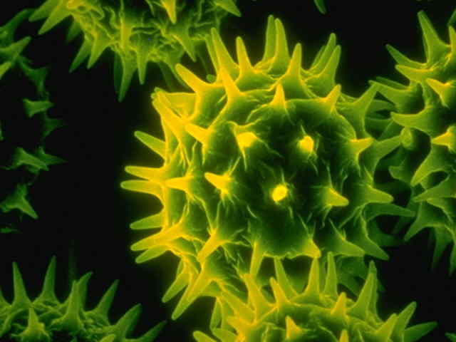 Daisy Pollen