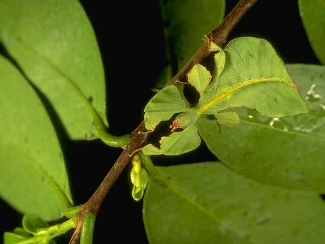 Javanese Leaf Insect