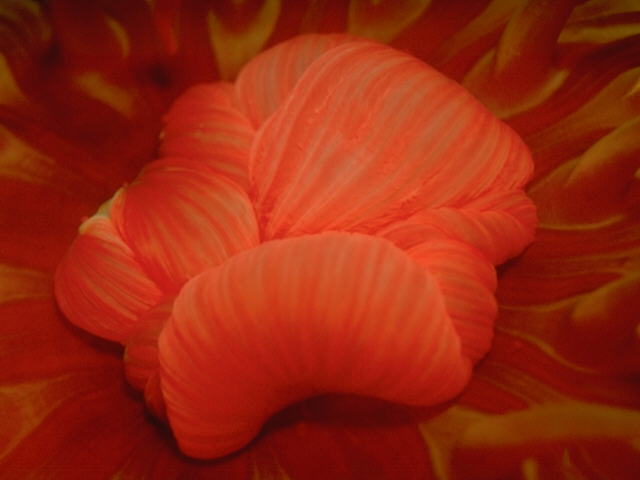 Rose Anemone