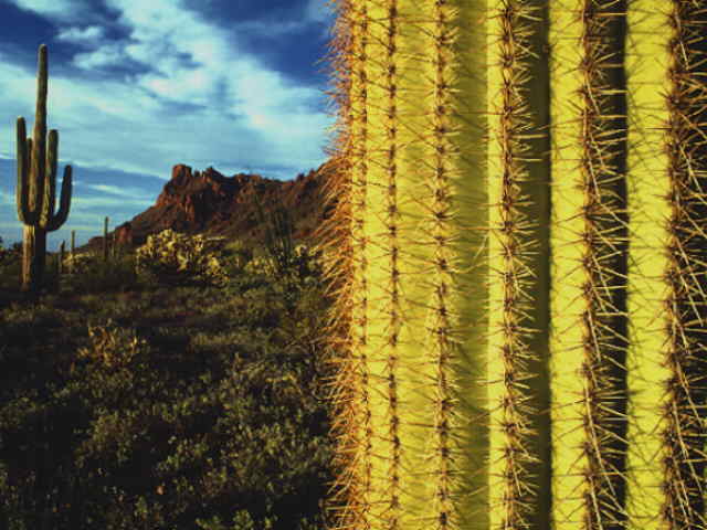 Organ Pipe Cactus National Monument, Arizona