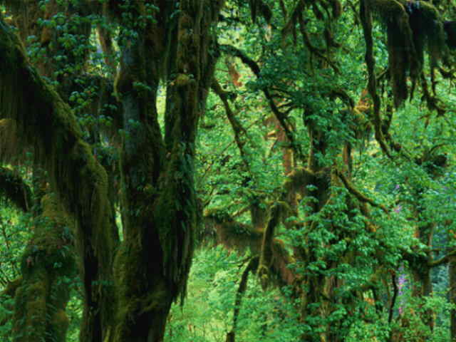 Hoh Rain Forest, Washington