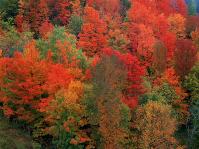 Fall Foliage, Vermont