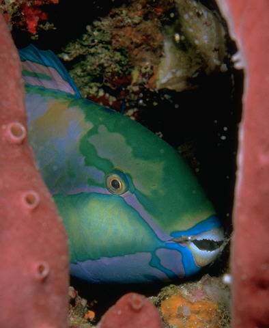 Parrotfish